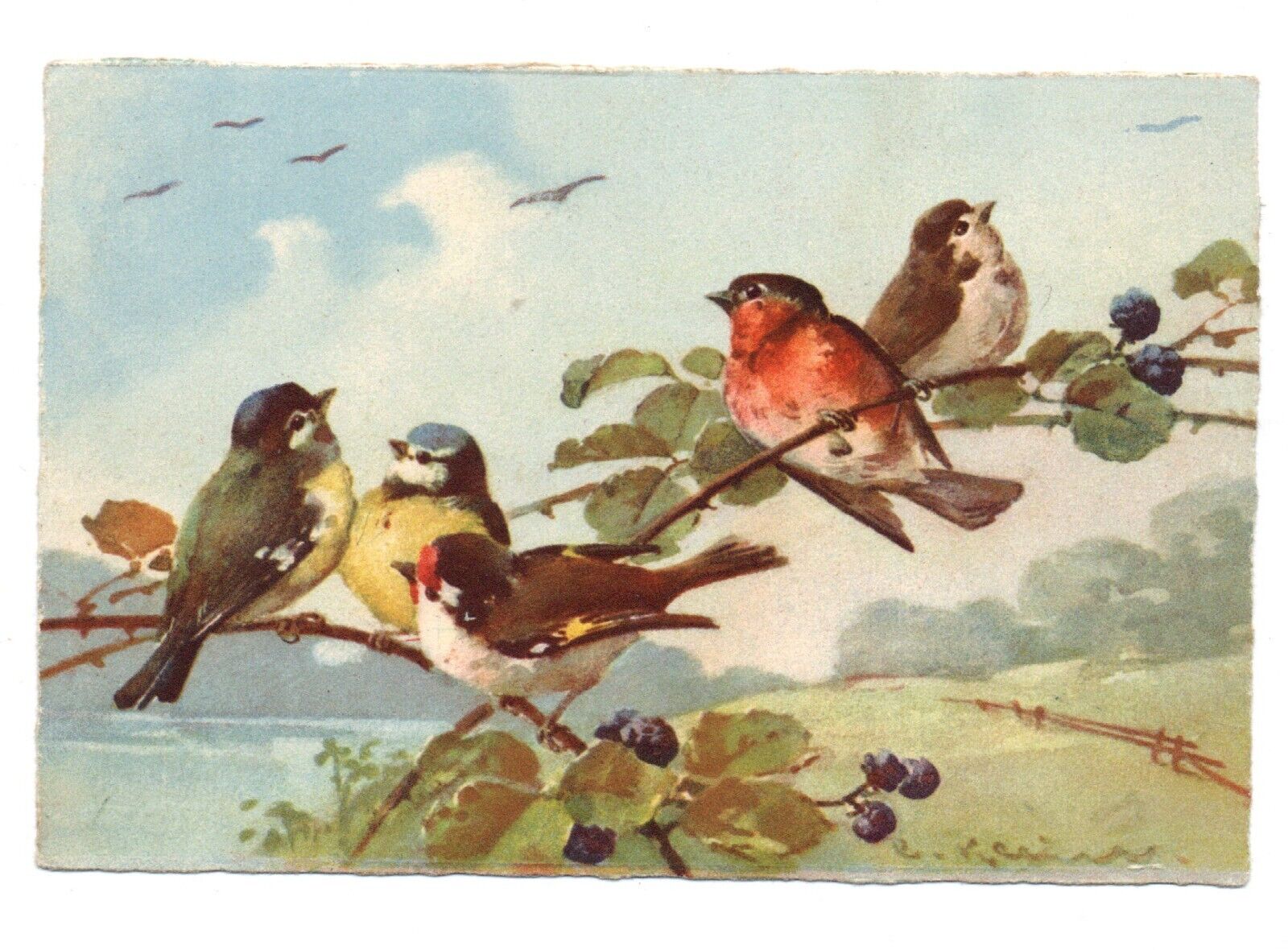 Birds Goldfinch, Tit, Robin. CPA Illustrator Klein