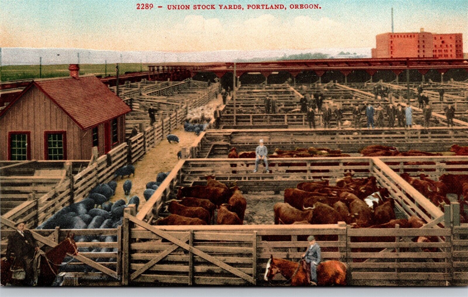 Portland OR Union Stock Yards Old Vtg Postcard View c1910s Cows Cattle Pens