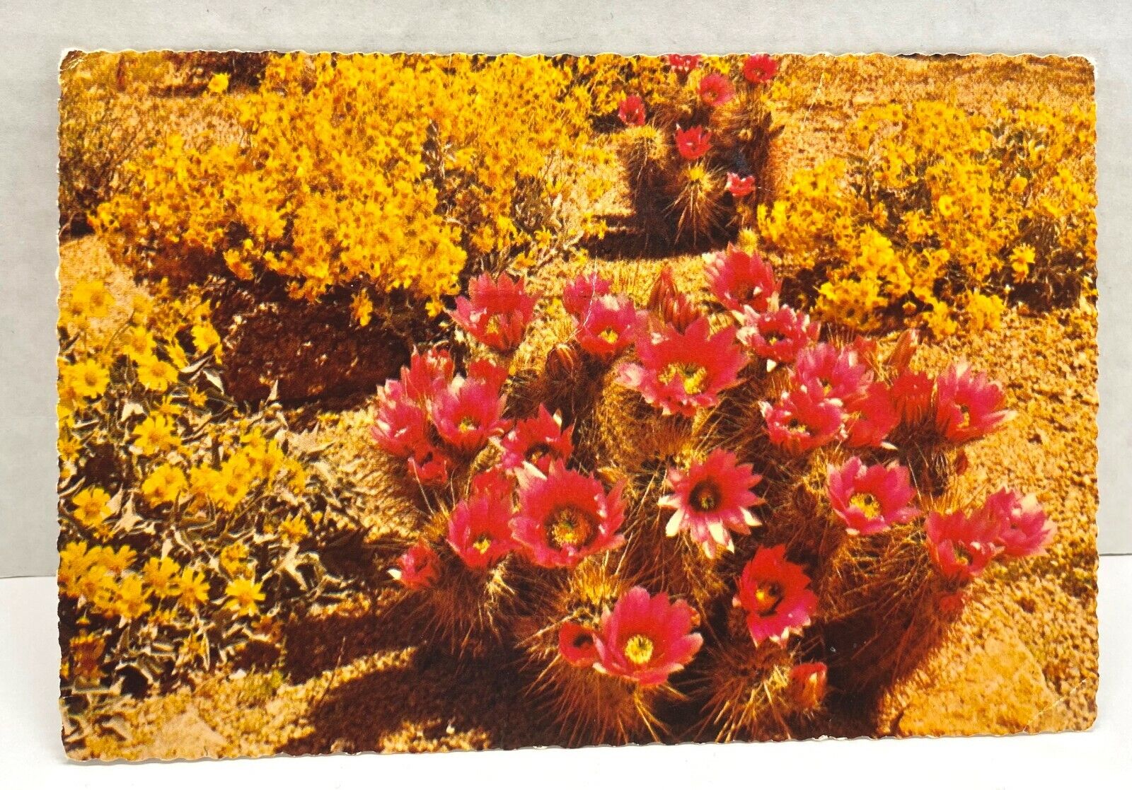 Postcard Desert in Bloom Strawberry Hedgehog Cactus Unposted Phoenix Arizona