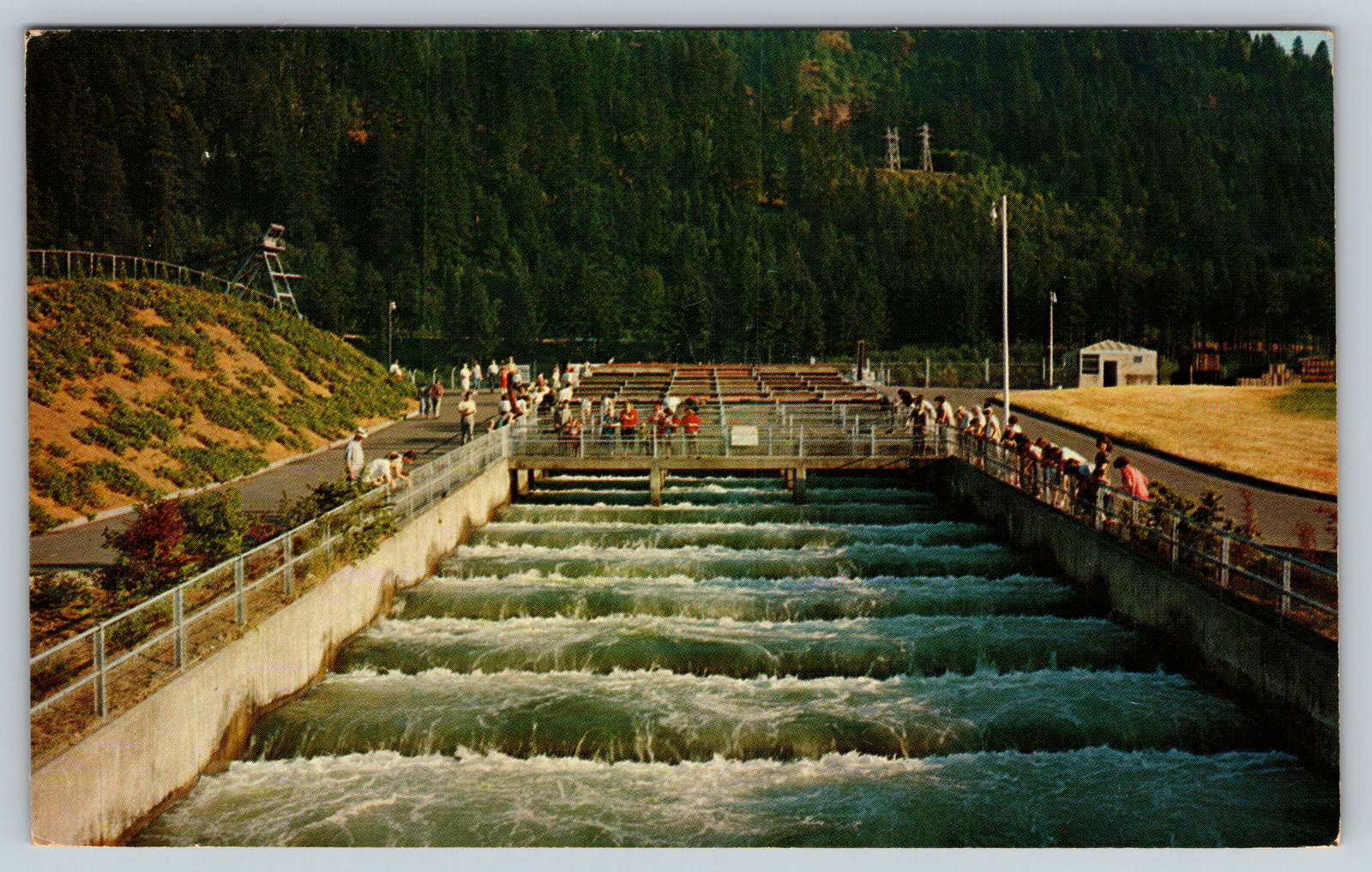  c1960s Bonneville Dam Fish Ladders Columbia River Oregon Vintage Postcard