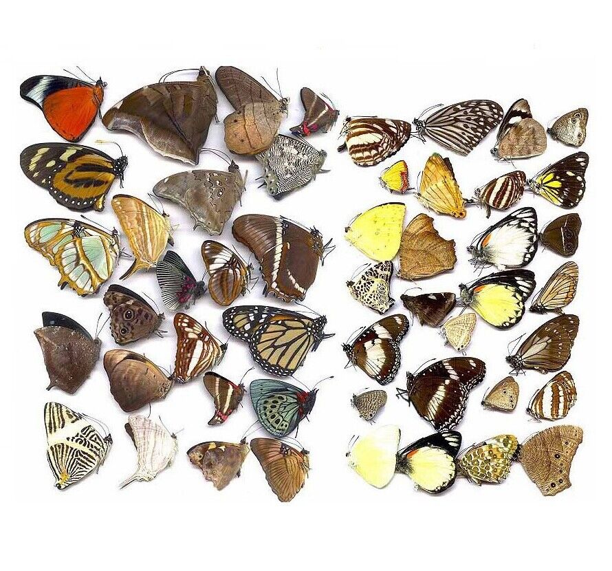 Butterflies taxidermy natural beautiful small butterfly craft embellishments