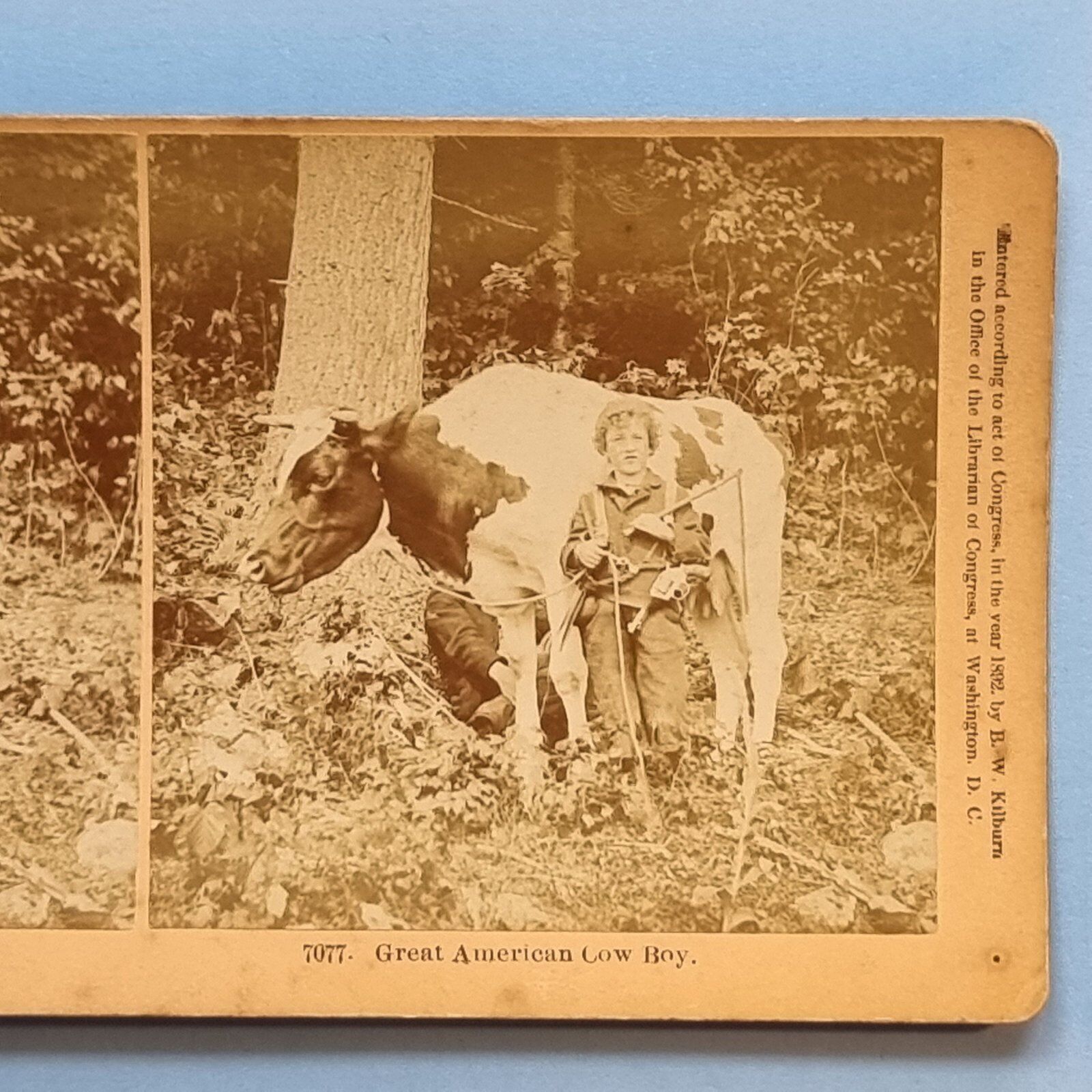 Stereoview Card 3D Real Photo C1880 America History Cow Boy Satire Gun Farm