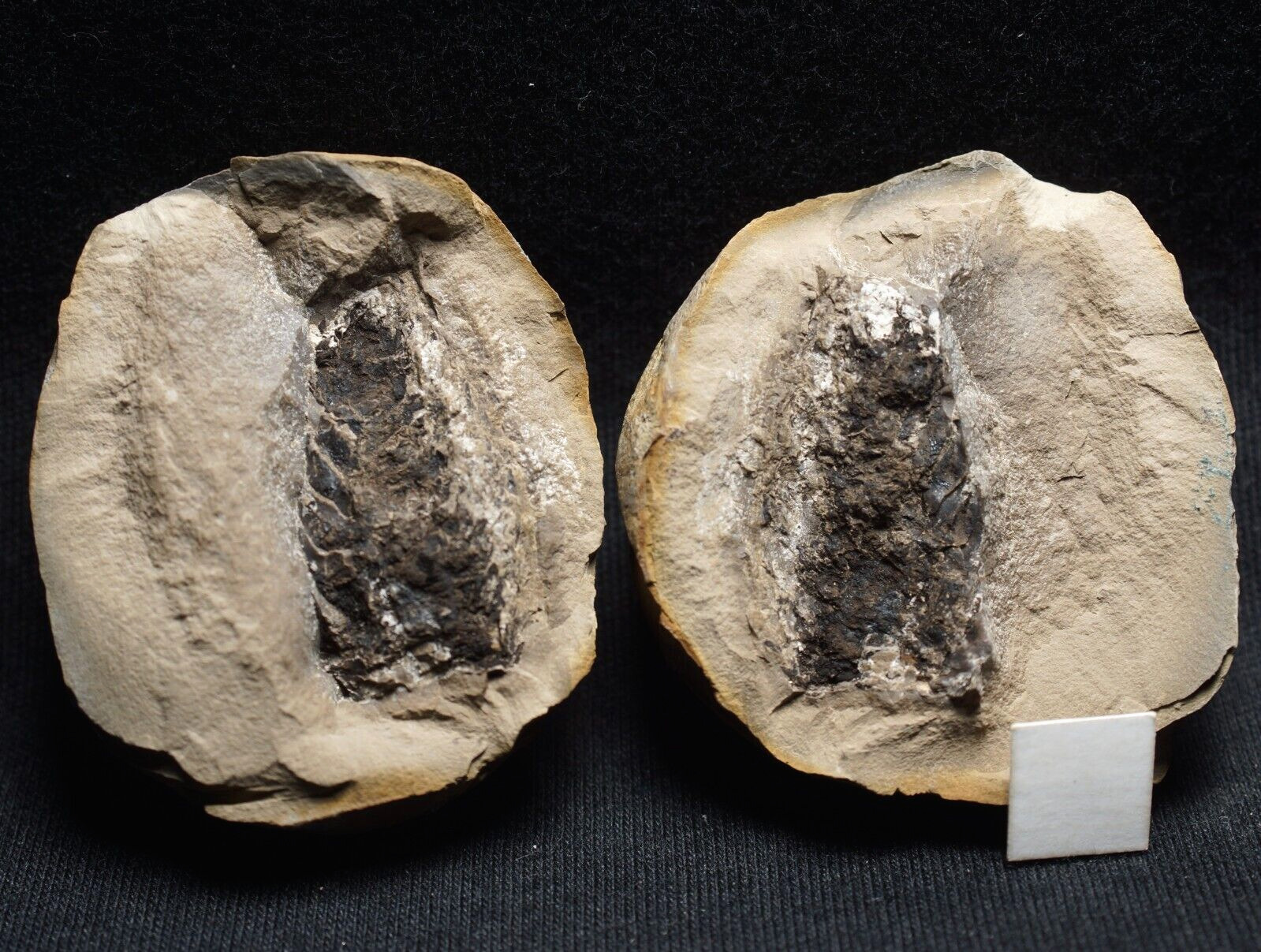 Rare compete fossil plant Lepidostrobus paired nodule not Mazon Creek from UK