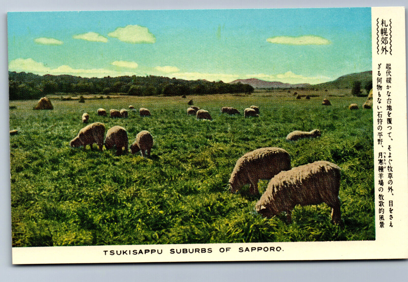 Postcard Japan c1950s Sheep Grazing Tsukisappu Suburbs of Sapporo City BA3
