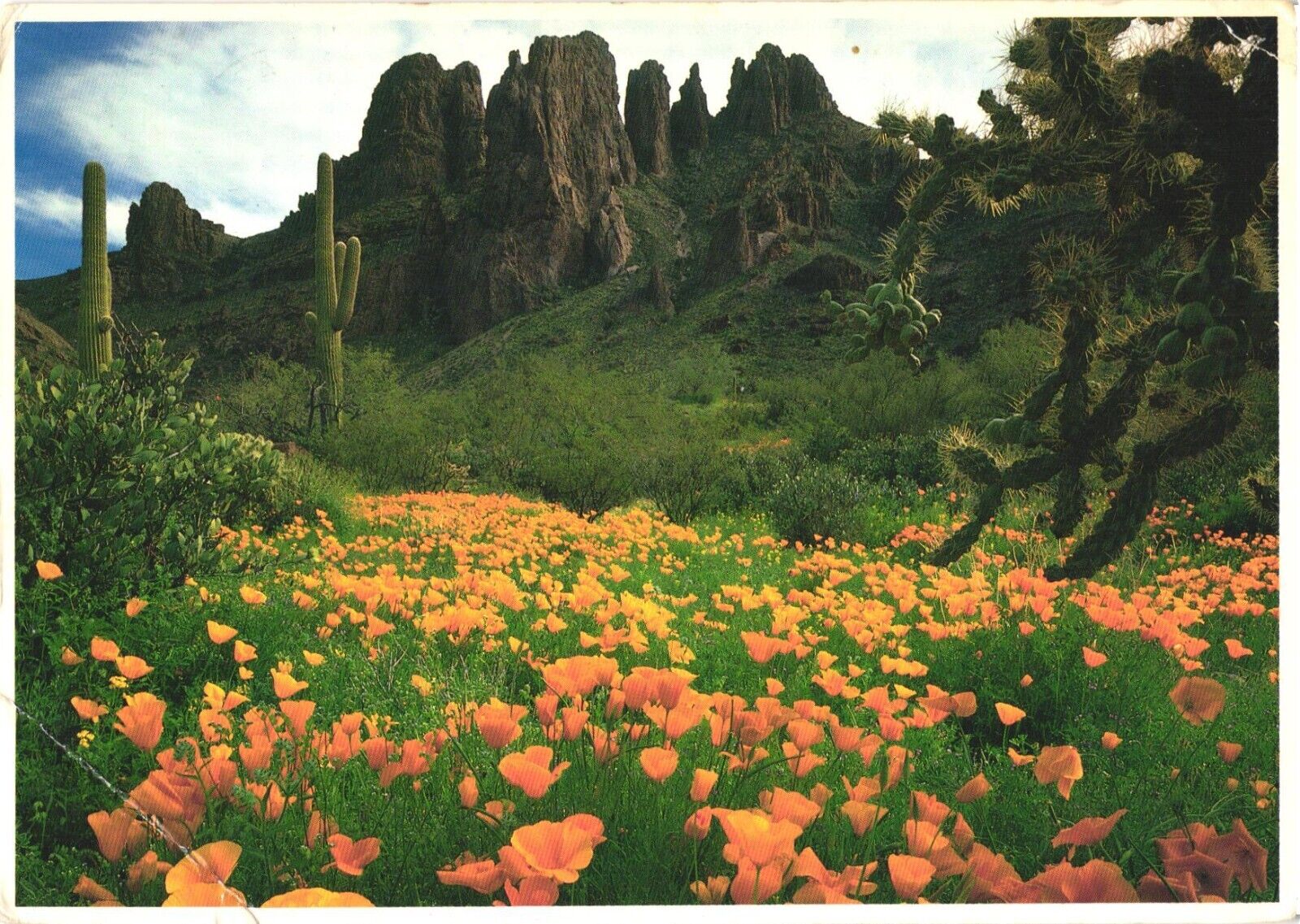 Gold Poppies, Ajo Mountains-Organ Pipe National Monument, Arizona Postcard