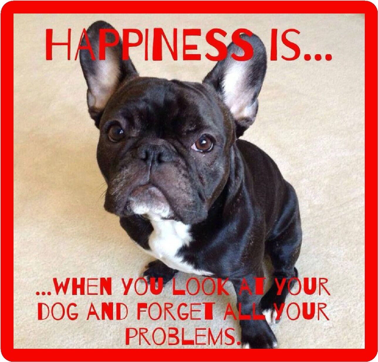 French Bull Dog Happiness Refrigerator / Tool Box  Magnet Gift Card Insert