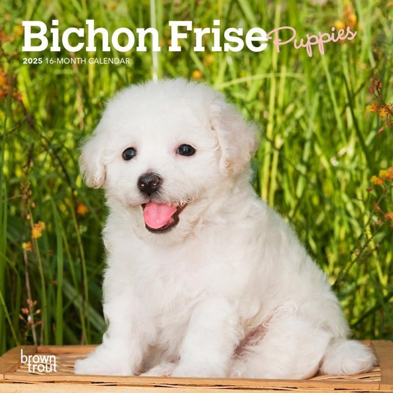 Browntrout Bichon Frise Puppies 2025 7 x 7 Mini Calendar w