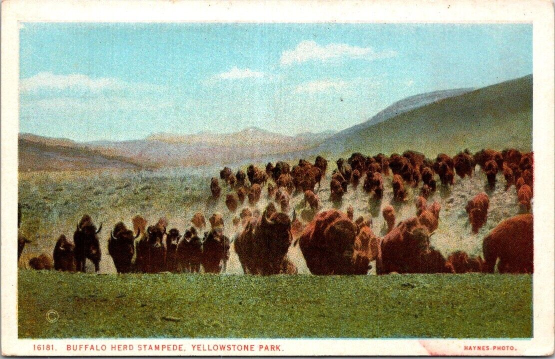 Yellowstone National Park Buffalo Stampede Vintage Postcard