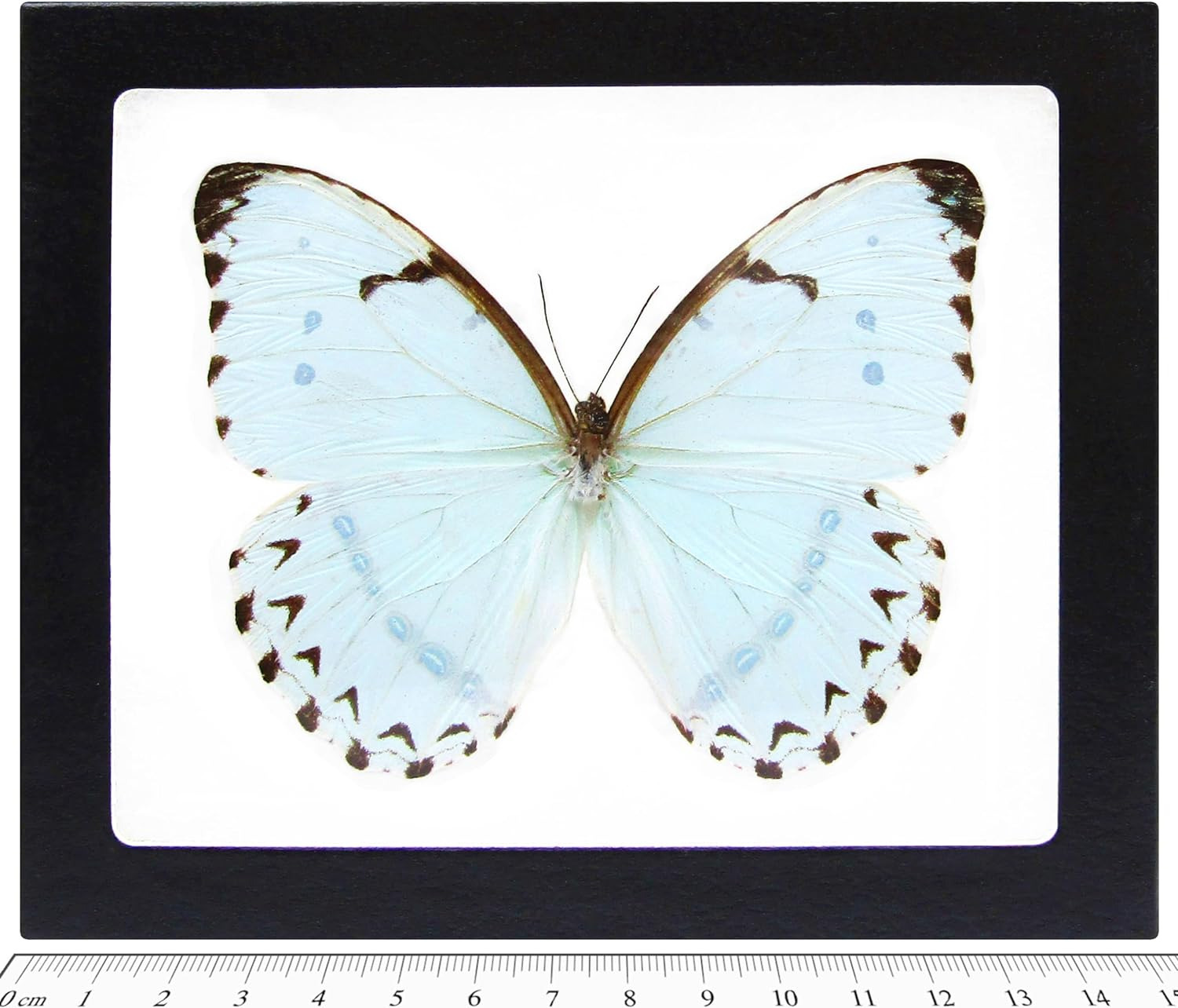 Morpho Catenaria Catenarius Real Framed Butterfly ICE Blue