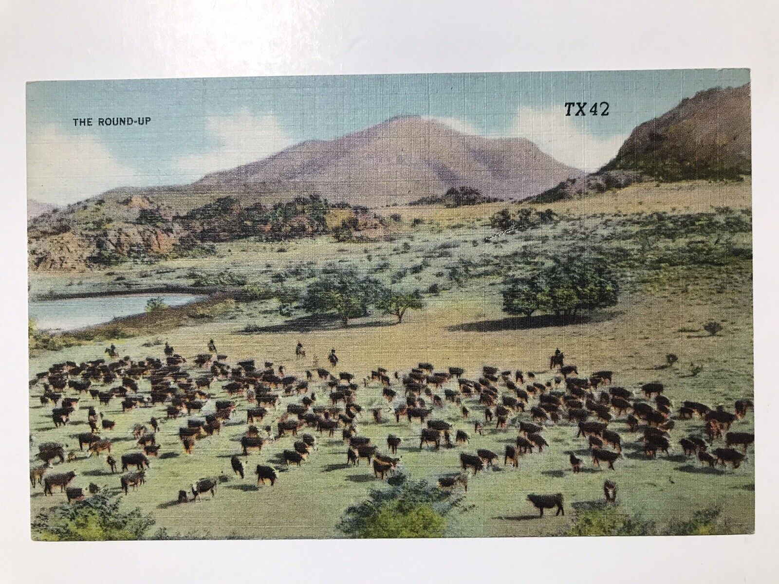 Vintage 1940 The Round Up Of The Vast Herds Of Cattle Postcard