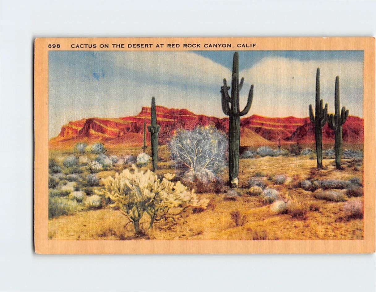 Postcard Cactus On The Desert At Red Rock Canyon Cantil California USA