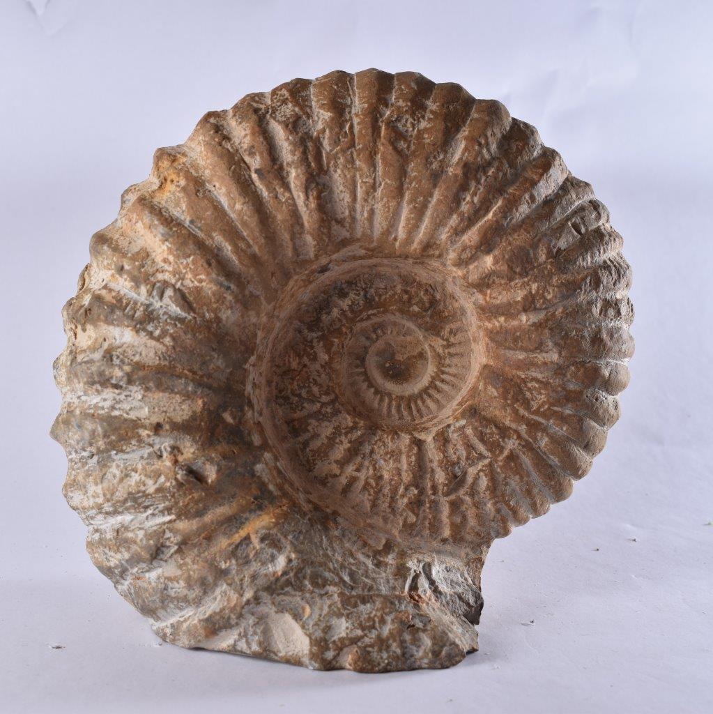 A Grade, Large Fossil Natural Acanthoceras Ammonite Cretaceous Morocco 146 MYO