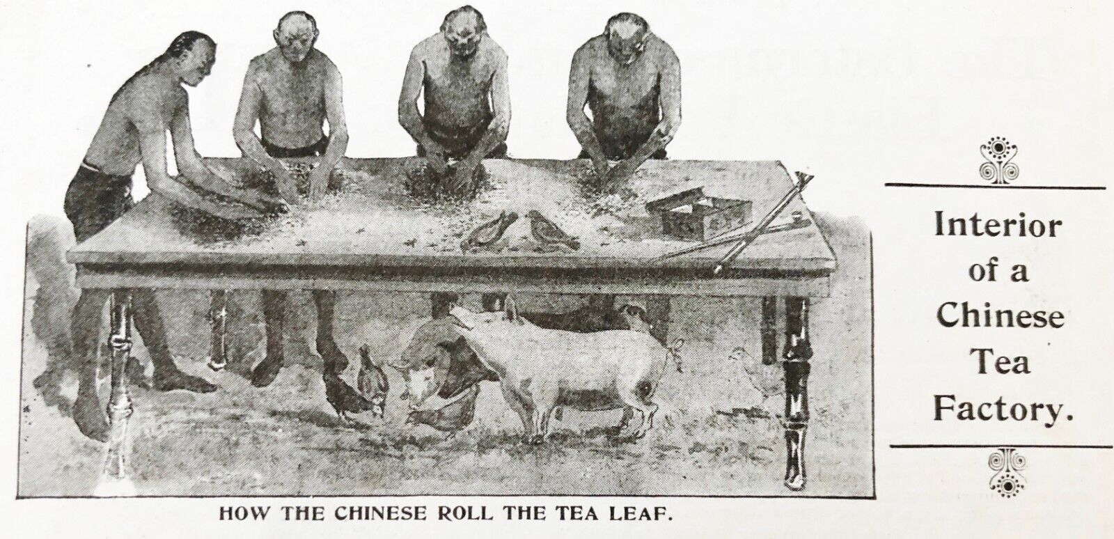 1897 CEYLON&INDIA TEA Vtg Print Ad~Old Chinese Factory Men Roll Leaves over Pig
