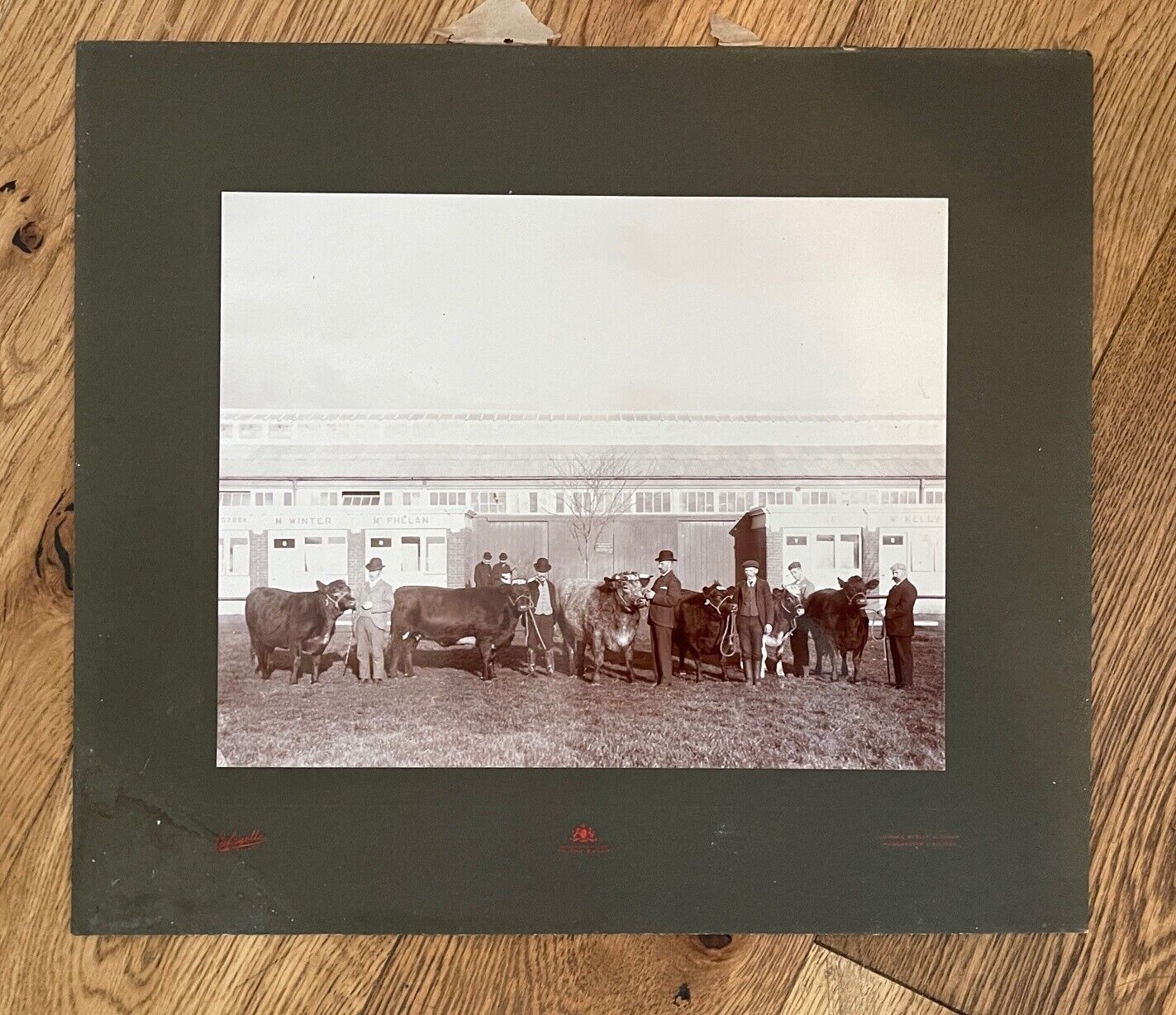 Large Antique Lafayette Photograph of Prize Winning Cattle and Owners.