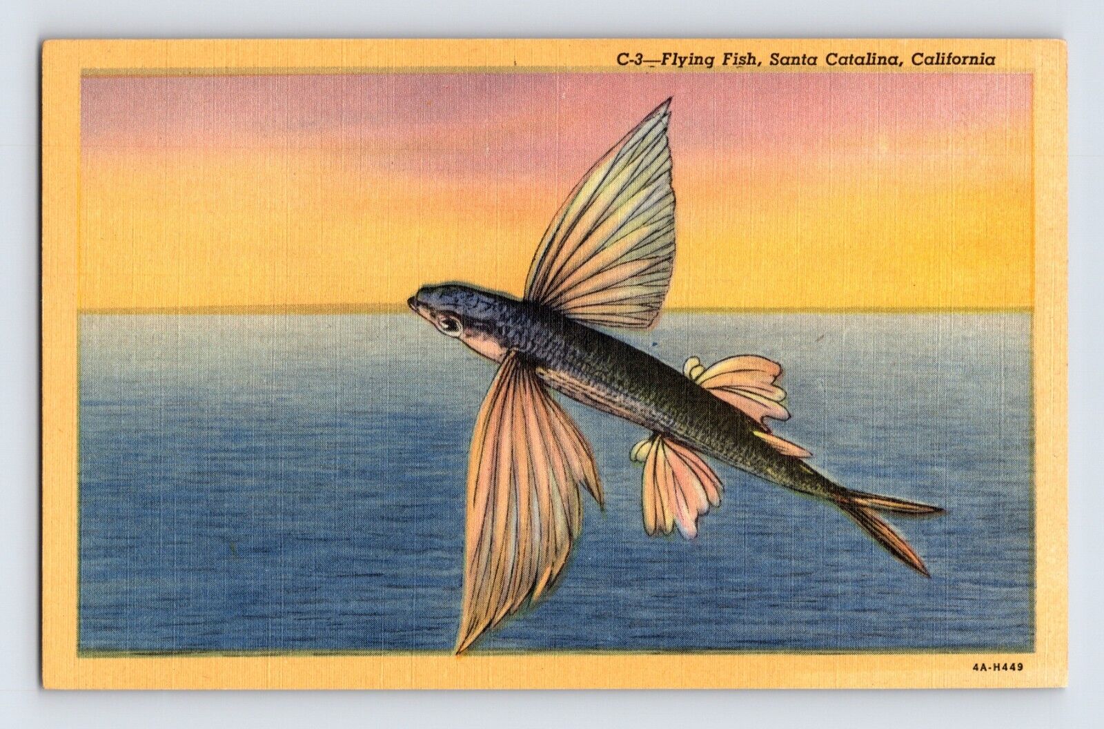 Postcard California Santa Catalina Island CA Flying Fish 1940s Unposted Linen