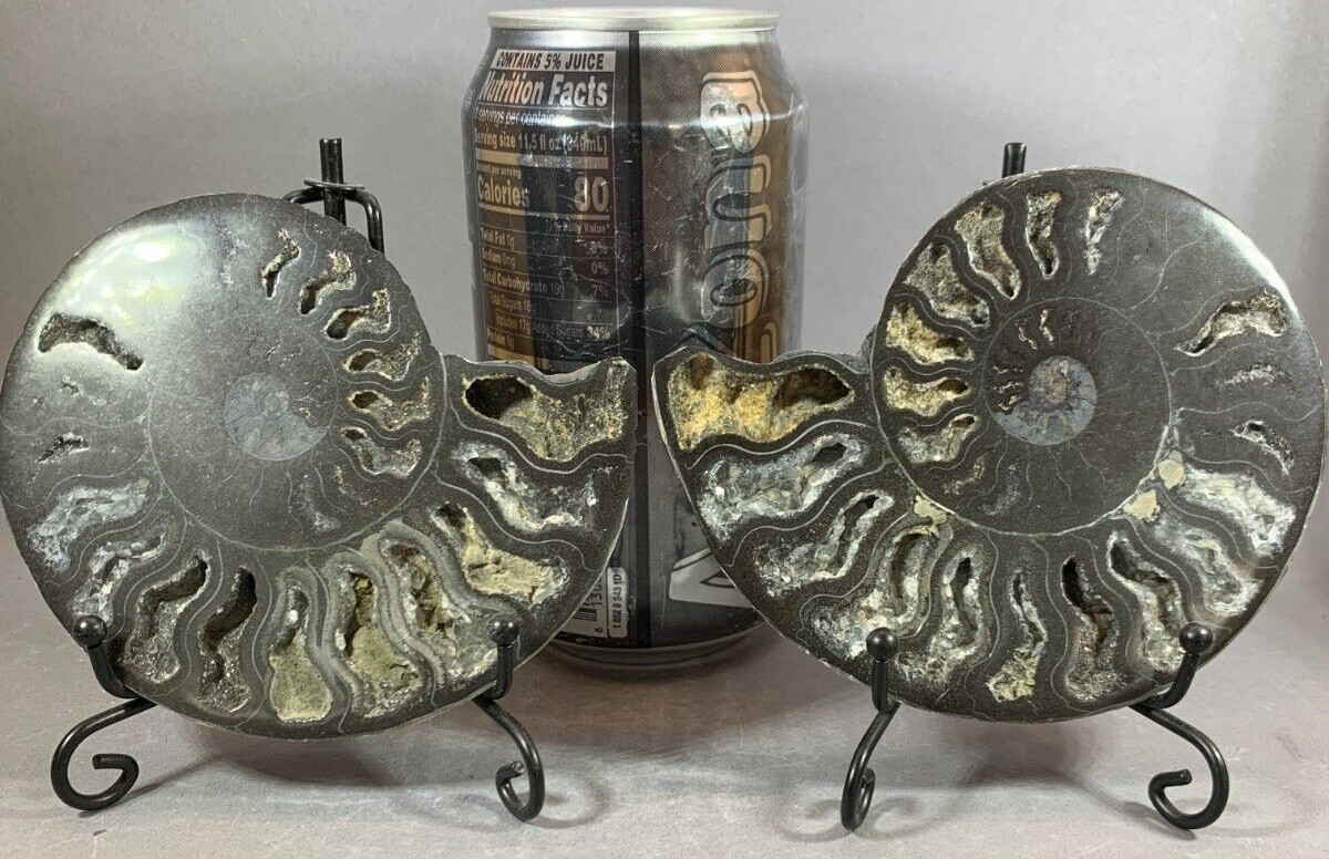 AMMONITE MATCHED PAIR - BLACK - PROFESSIONALLY SLICED - MOTHER OF PEARL BACK