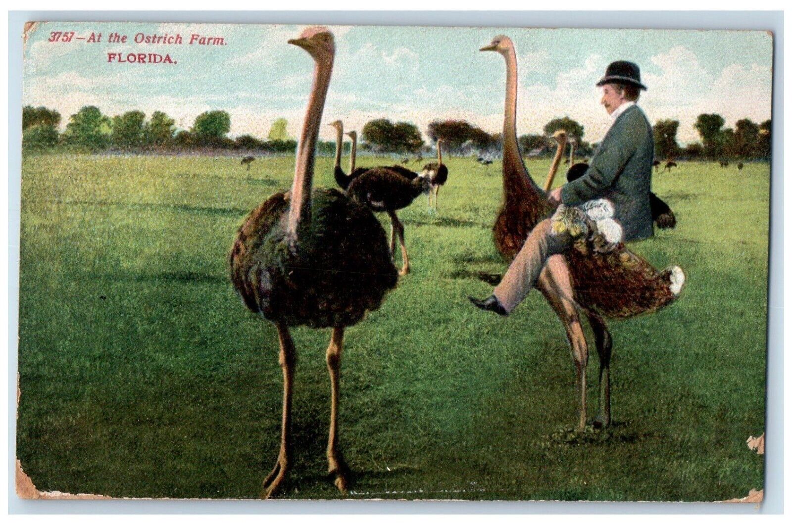 c1910\'s At The Ostrich Farm Florida FL, Man Riding Ostrich Antique Postcard