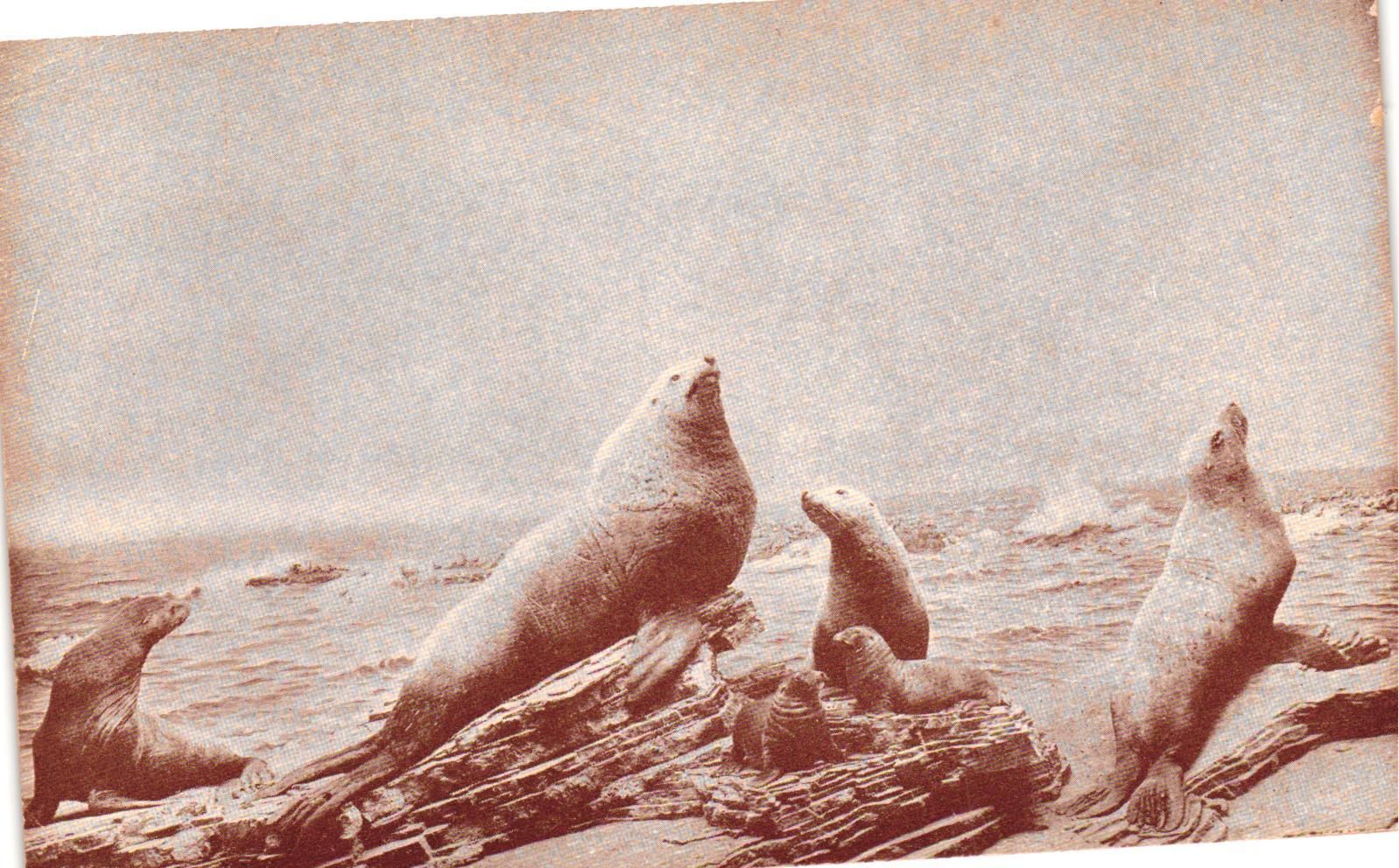 Vintage Postcard- Steller\'s Sea Lion Group, Golden Gate Park, San Francisco