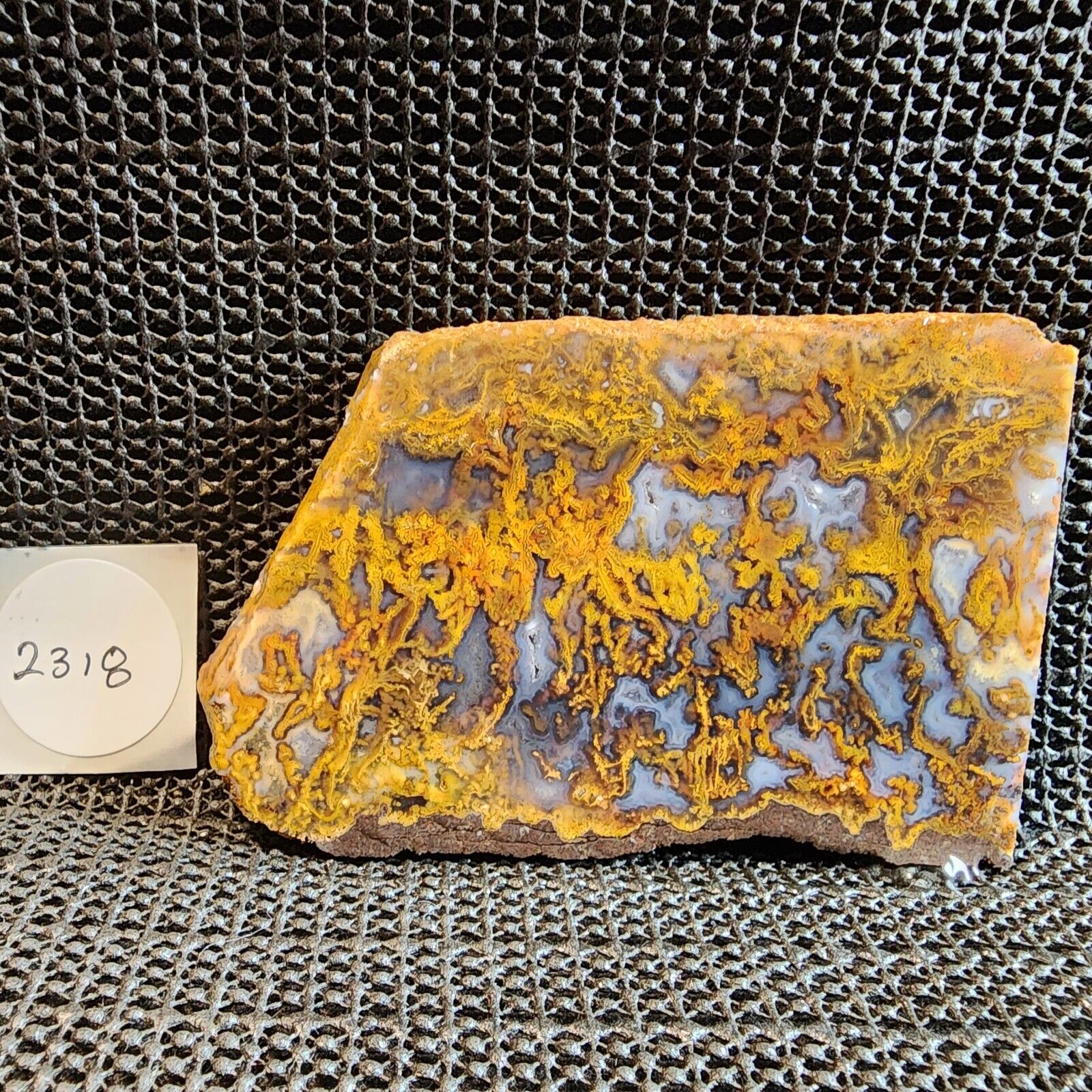 Gorgeous GOLD Plume Agate Slab, Cab/Collect, Incredible Color and Design, Mexico