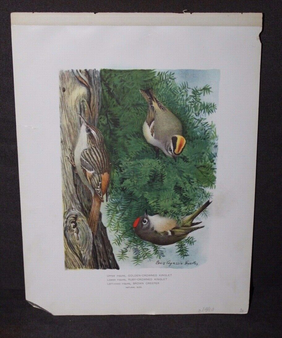 Antique c1890 KINGLET Bird Print LOUIS AGASSIZ FUERTES