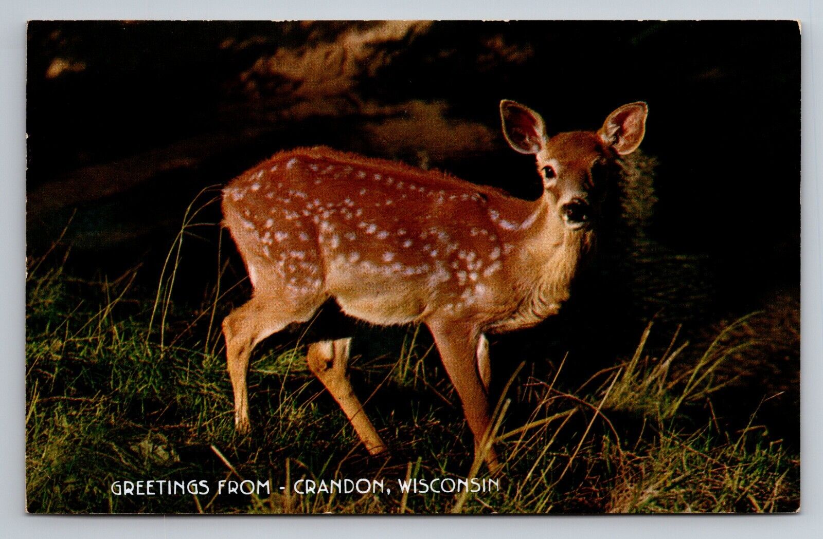 Surprised Fawn Greetings From Crandon Wisconsin Vintage Posted 1966 Postcard