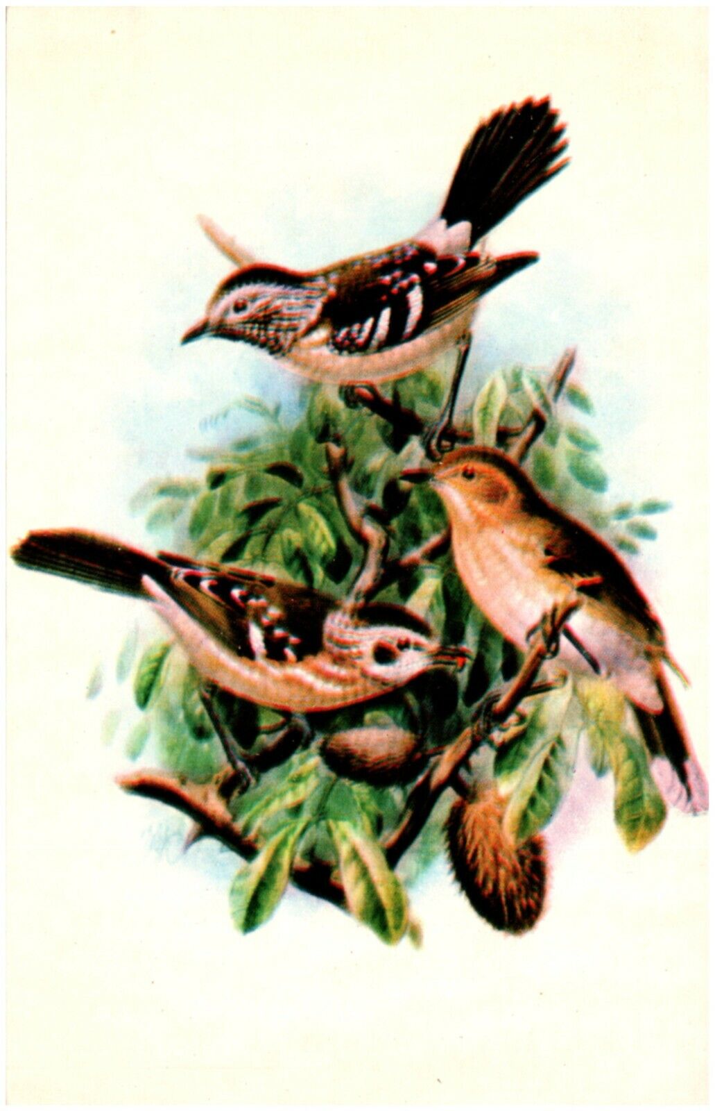 ELEPAIO Hawaiian Birds Endemic Forest Birds Postcard (c. 1939-present) #90489