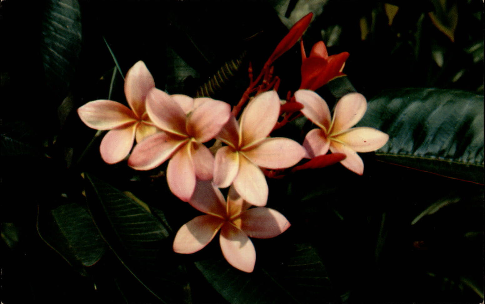 Hawaii Pink Plumieria flower ~ postcard  sku797