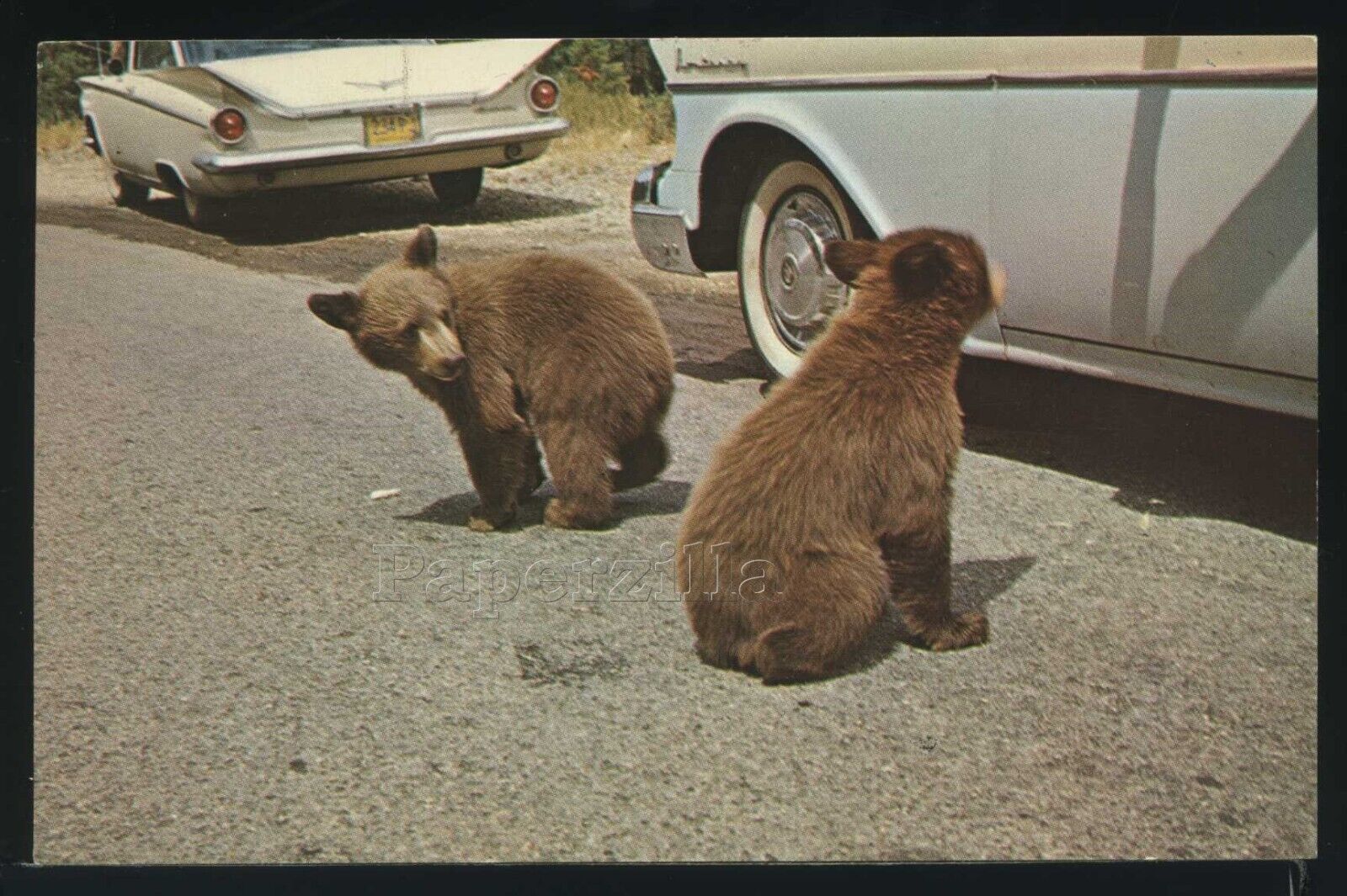 WY Yellowstone NP CHROME PC c.1960 TWO BEGGAR BEAR CUBS HOLDING UP CARS ES-651