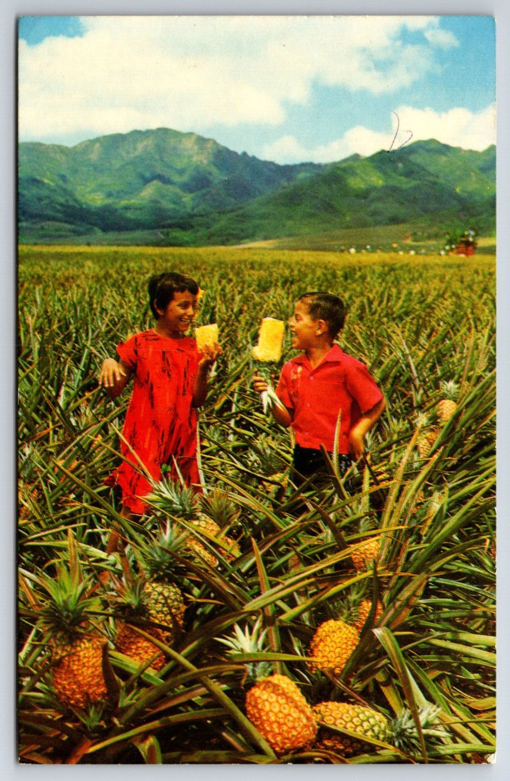 Field Ripe Pinapples DelMonte 1971 Honolulu Hawaii HI HS CROCKER Postcard