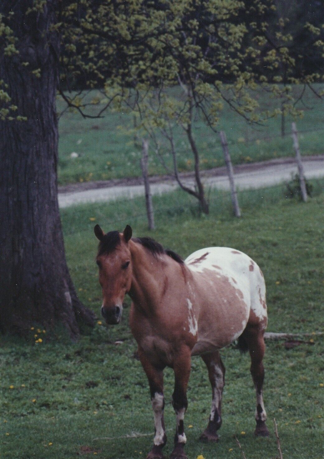 Appaloosa horse gelding, Dotted Champion,  postcard