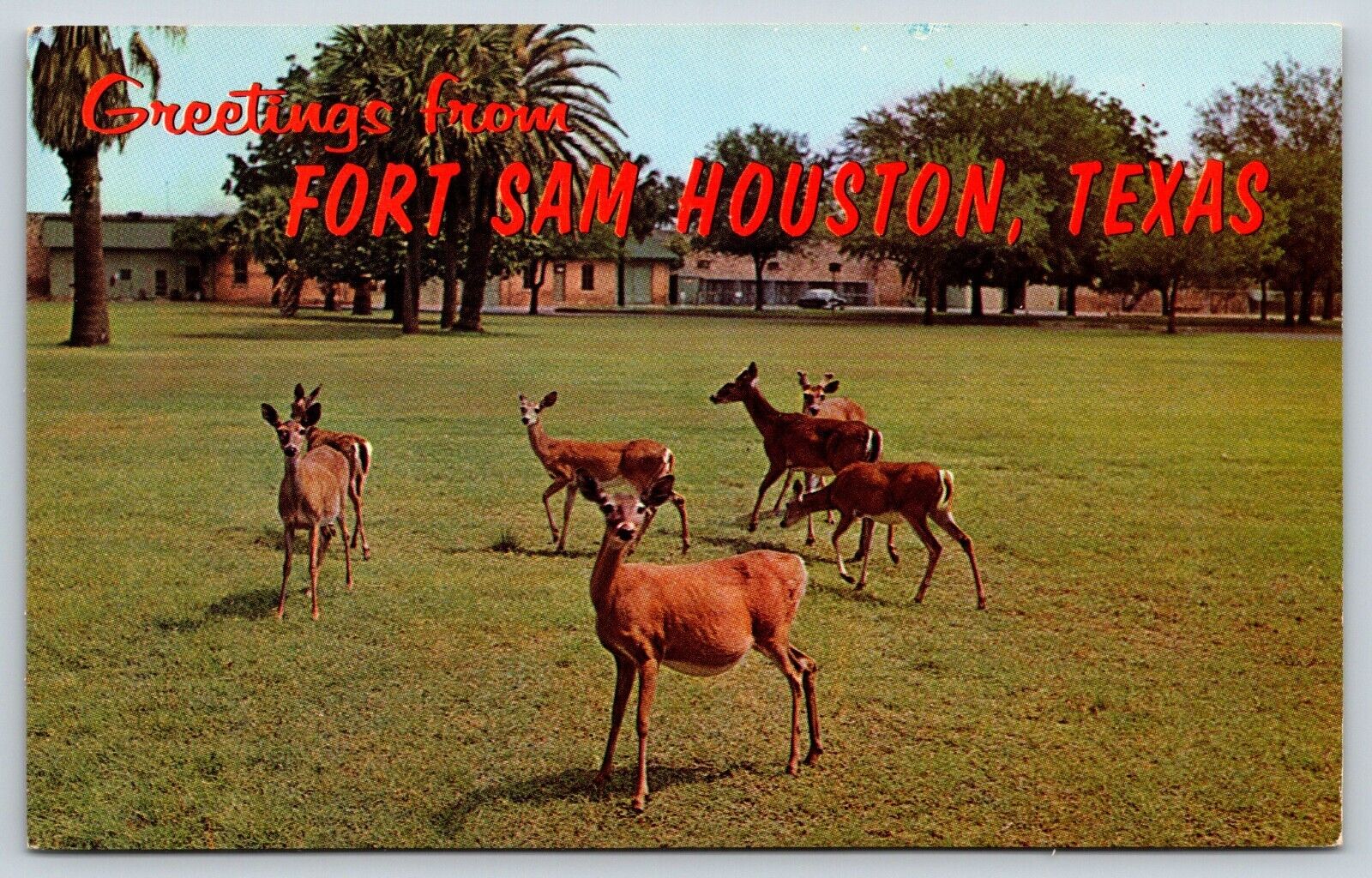 Greetings from Fort Sam Houston Postcard Houston TX Tame Deer in Quad