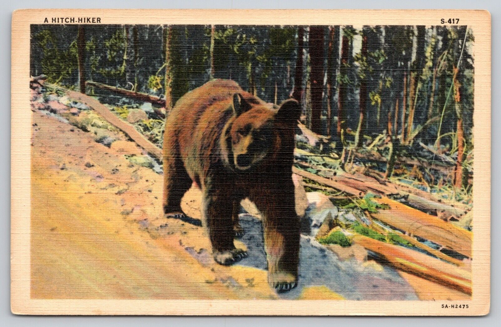 Postcard Brown Bear Walking Down Road Linen UNP A1
