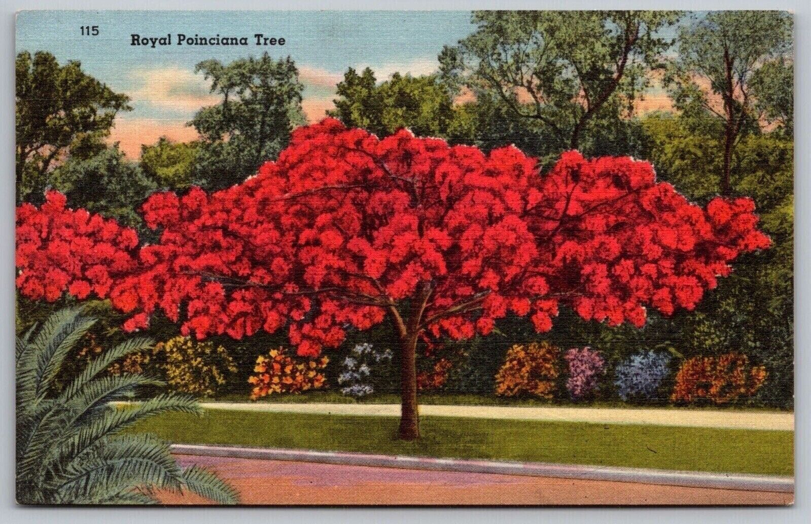 Royal Poinciana Tree Linen Postcard PM Sarasota FL Cancel WOB Note VTG Tichnor