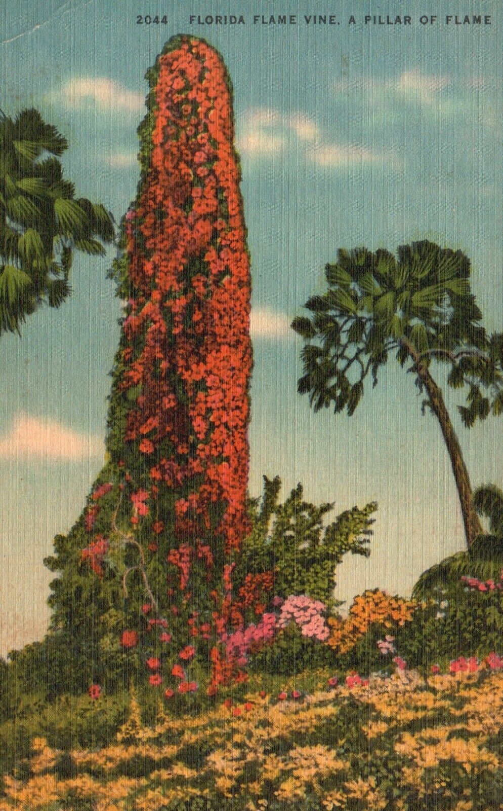 Postcard FL Florida Flame Vine Pillar of Flame 1952 Linen Vintage PC G9573