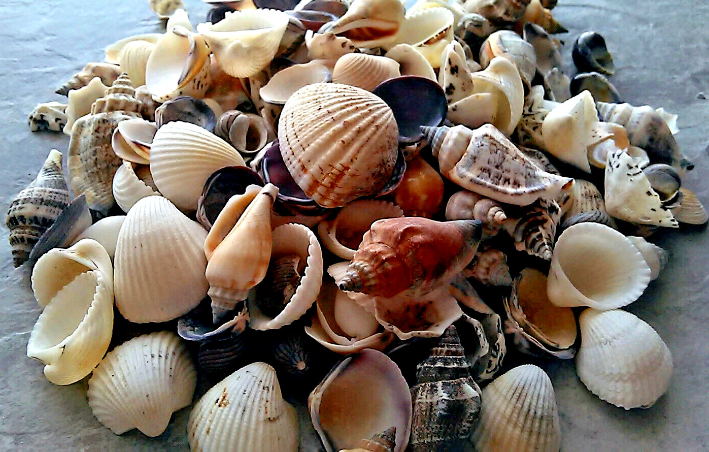 100+ Mixed Small & Medium Natural Sea Shells Crafts Aquarium DECOR Lot 