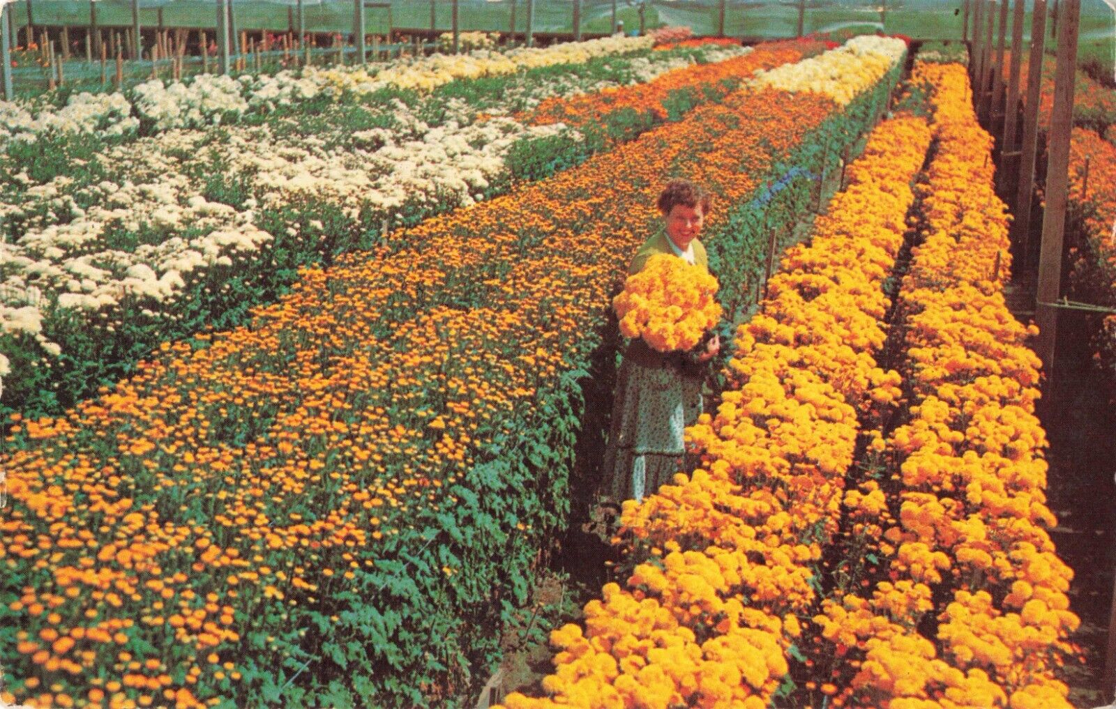Fort Myers Florida, Field of Pom Pom Flowers, Vintage Postcard