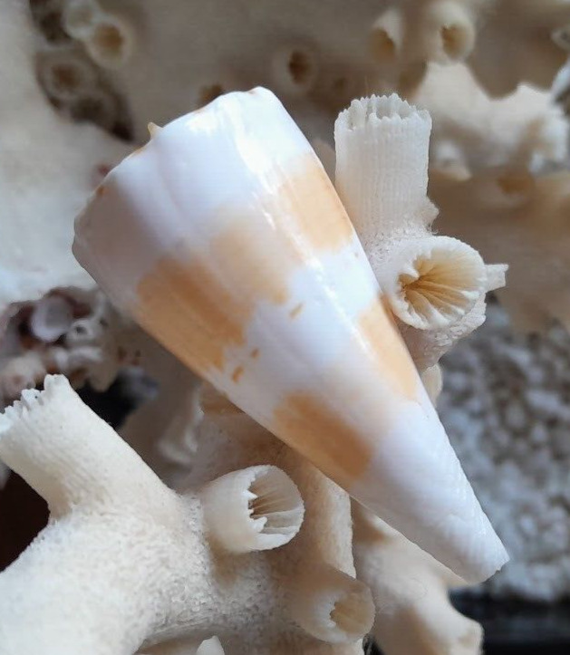 #1 Conus (Splinoconus) Recluzianus Urashimasus -\