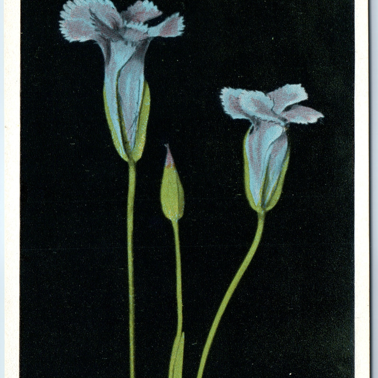 c1910s JE Haynes Fringed Gentian Flower Gentiana Elegans Yellowstone #14023 A222