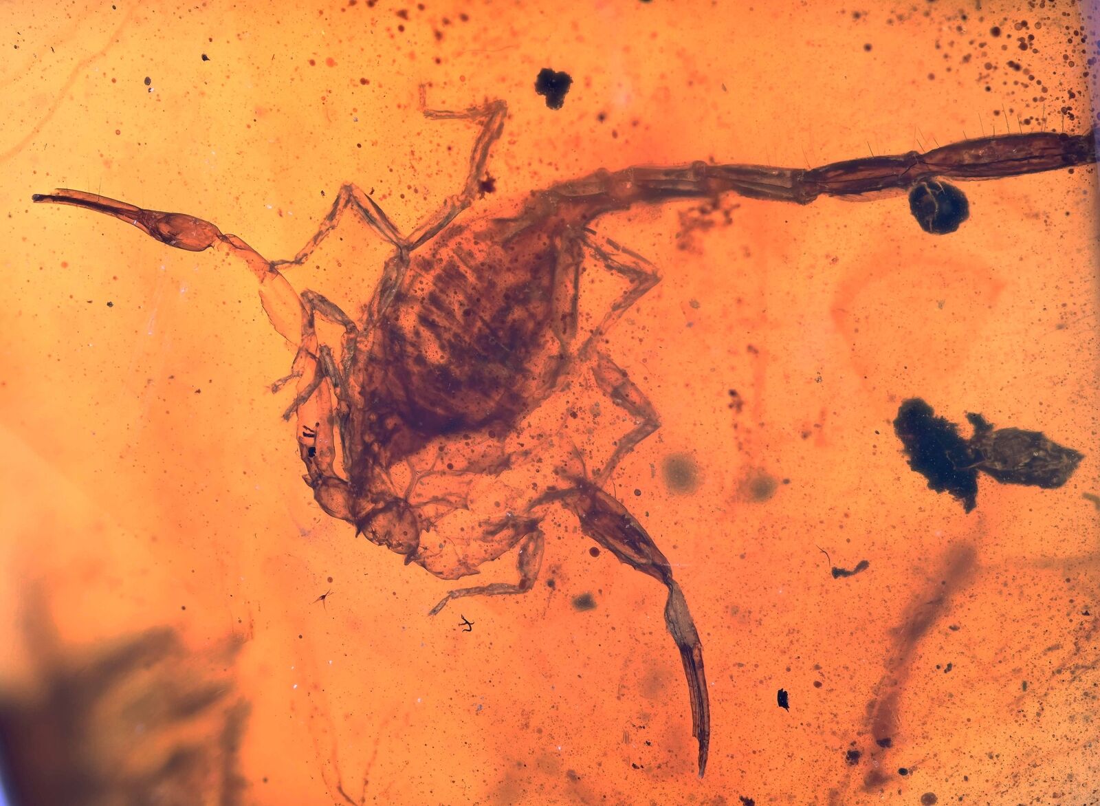Rare Scorpion, Fossil inclusion in Burmese Amber