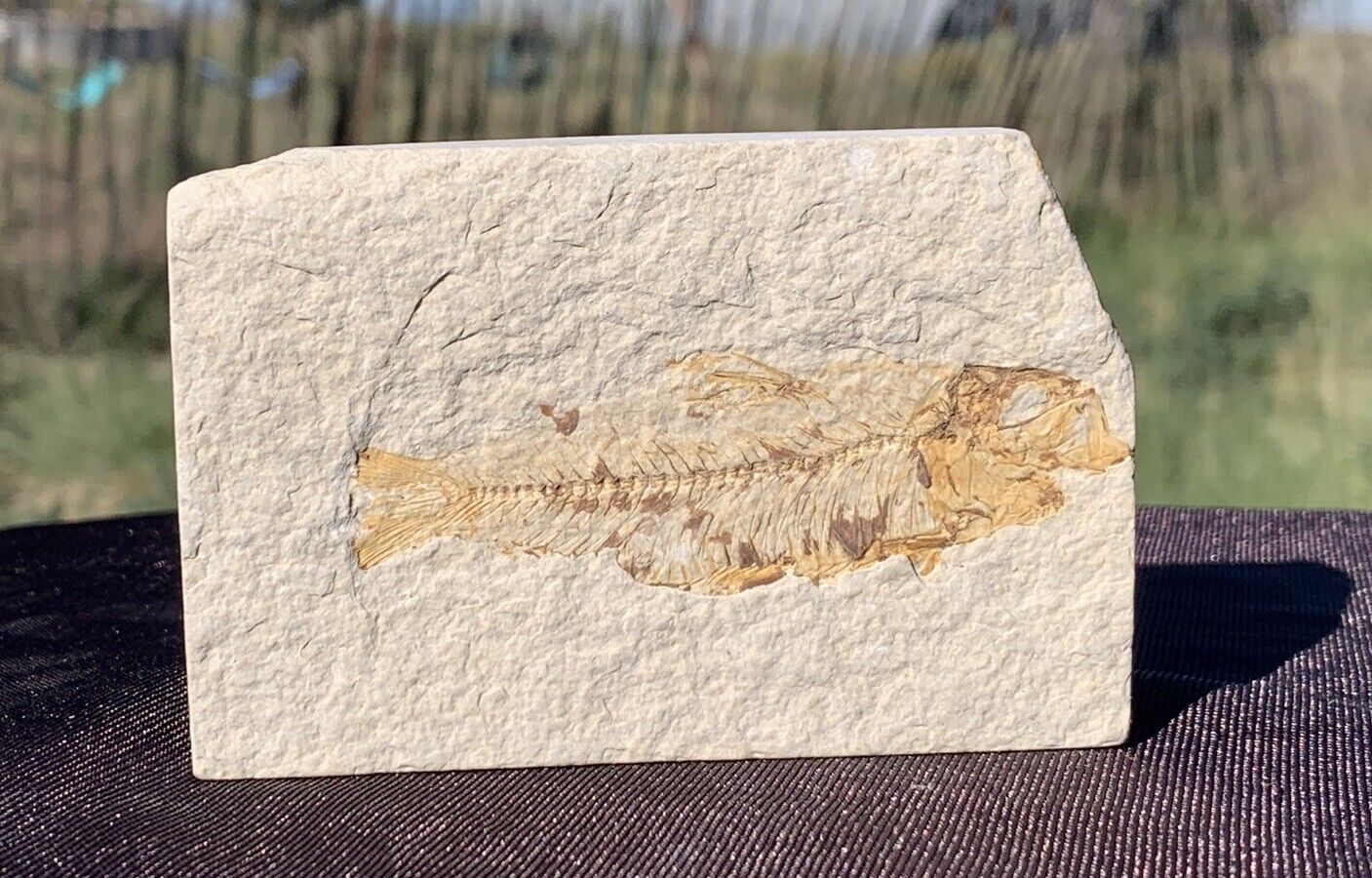 ☘️RR⛏: Wyoming Fish Fossil, Slabbed, Green River Formation, 3.75”