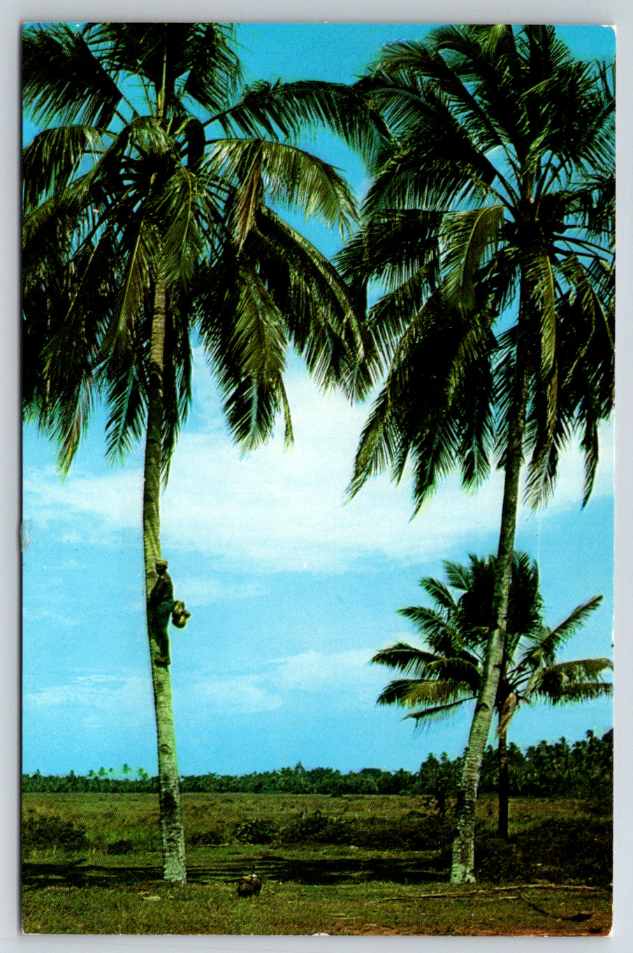 c1960s Toddy-Tapper Malacca Palm Trees Bananas Malaya Vintage Postcard