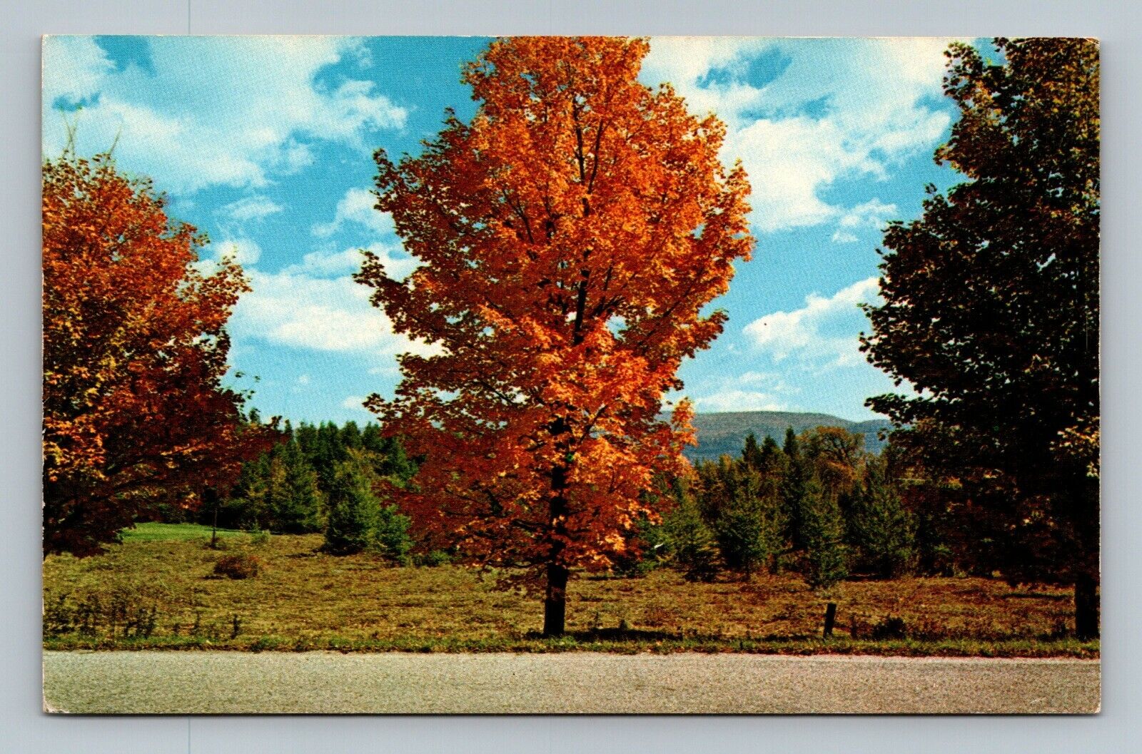 Postcard Early Fall Foliage First Golden Glow of Autumn Begins