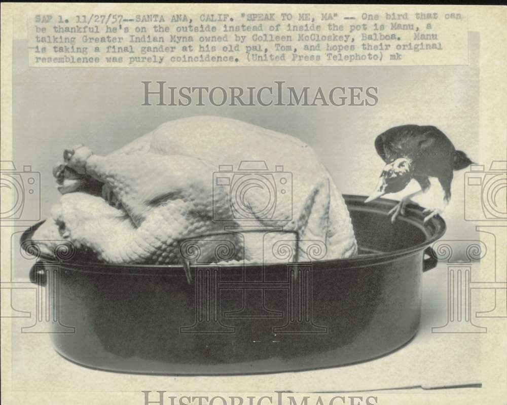 1957 Press Photo Manu the Indian Myna looking at the turkey in a pot, Santa Ana