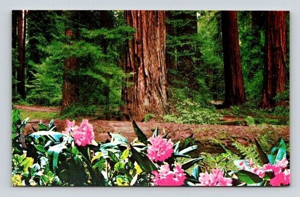 Rhododendrons and Redwoods California Postcard