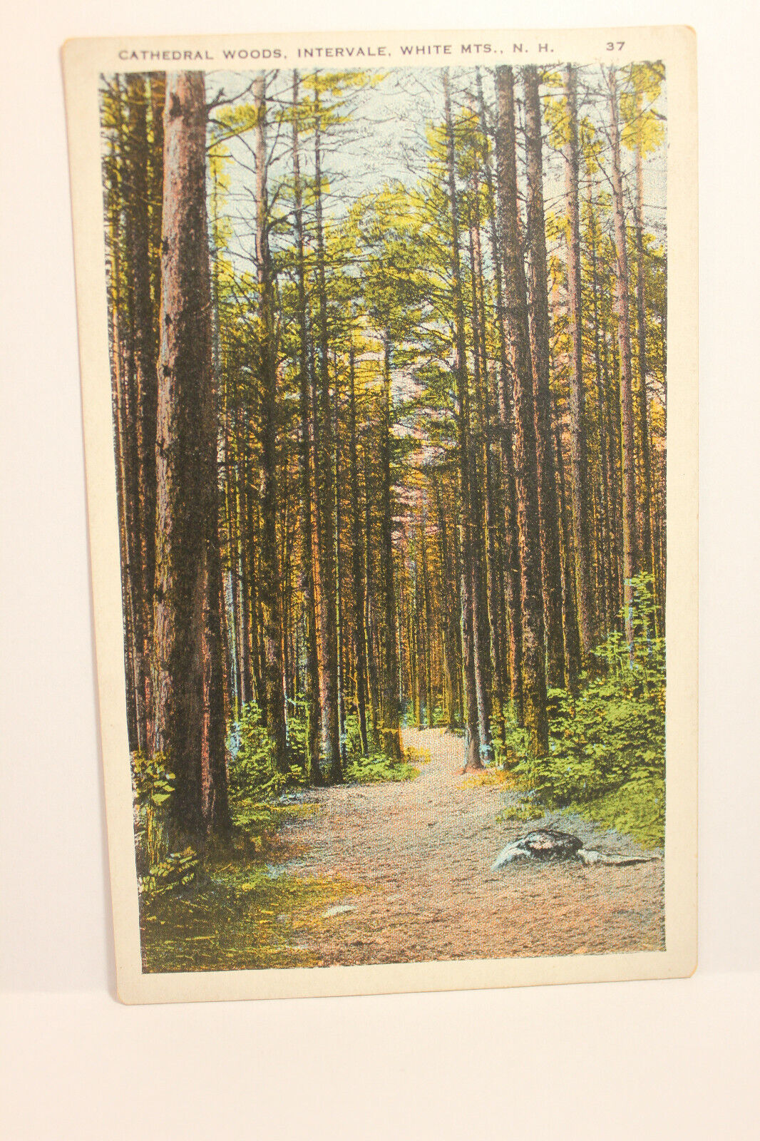 Postcard Cathedral Woods Intervale White Mts New Hampshire NH