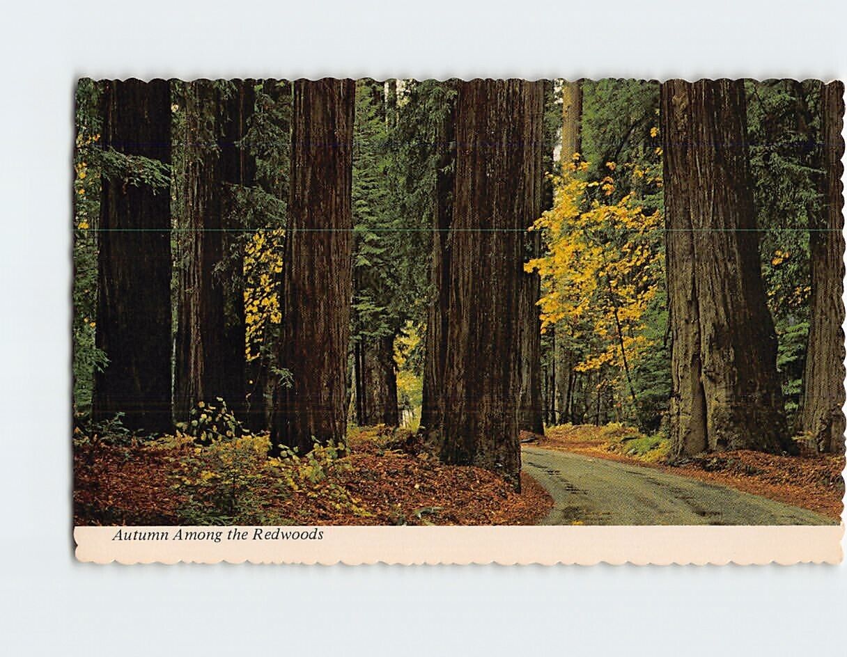 Postcard Autumn Redwoods Humboldt Redwood State Park California USA