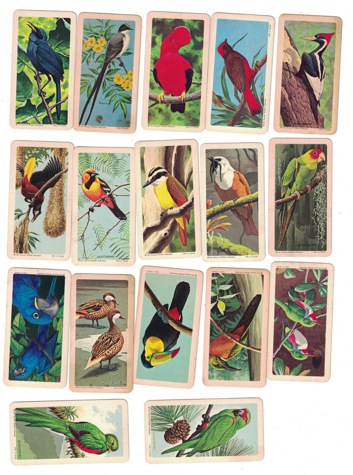 1961 BROOKE BOND TEA - TROPICAL BIRDS Lot of 17 Cards