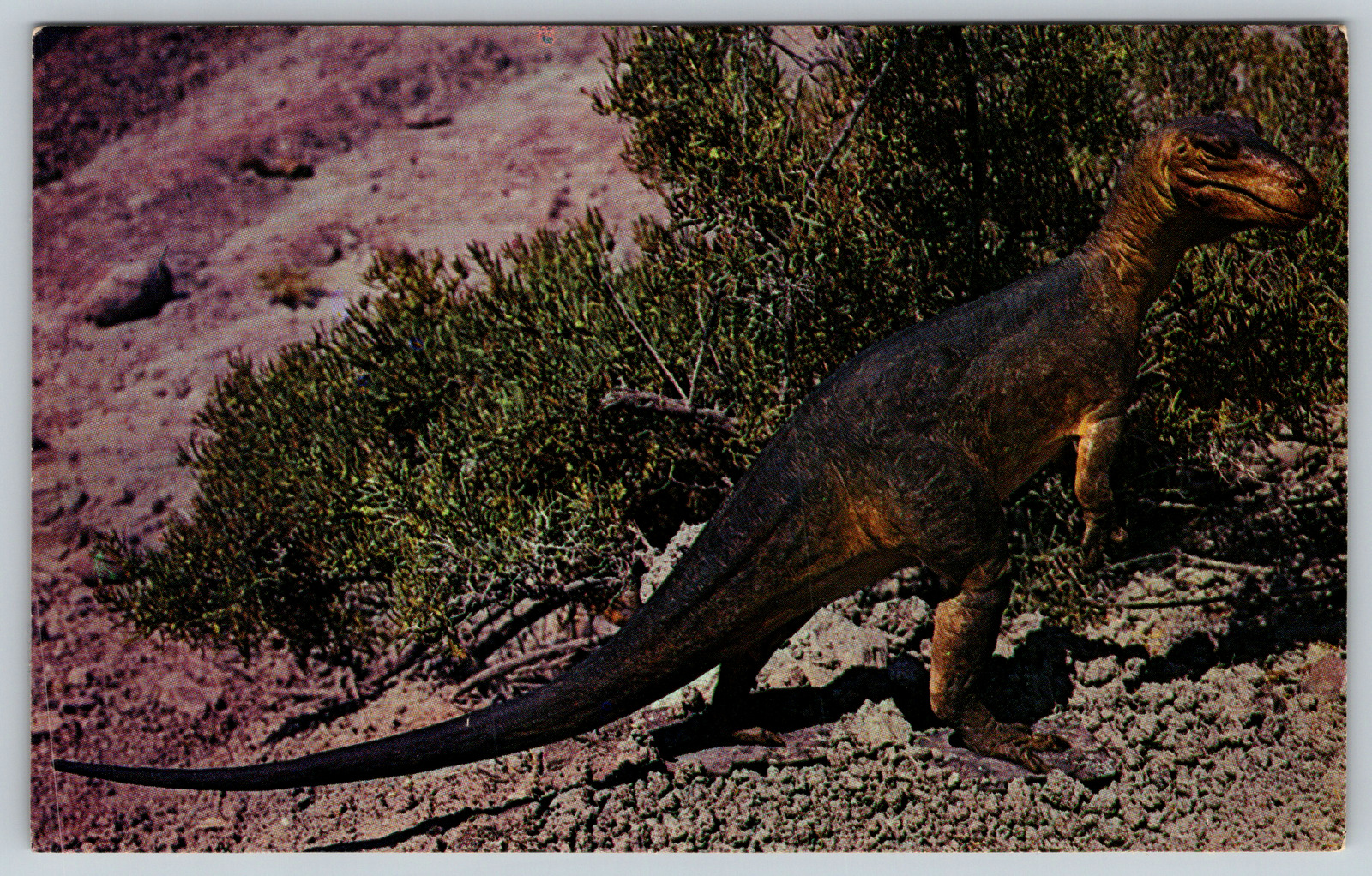 c1960s Model of Antrodemus Dinosaur Utah Colorado Monument Vintage Postcard