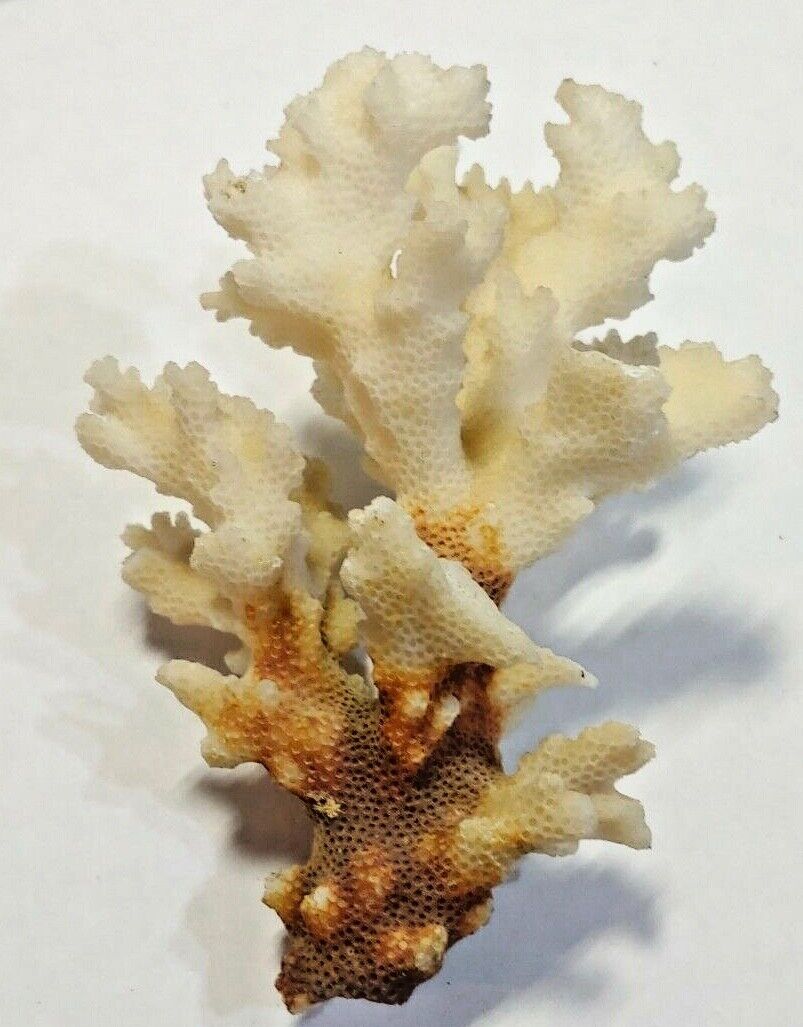 Vintage Raw Coral From a estate Liquidation 