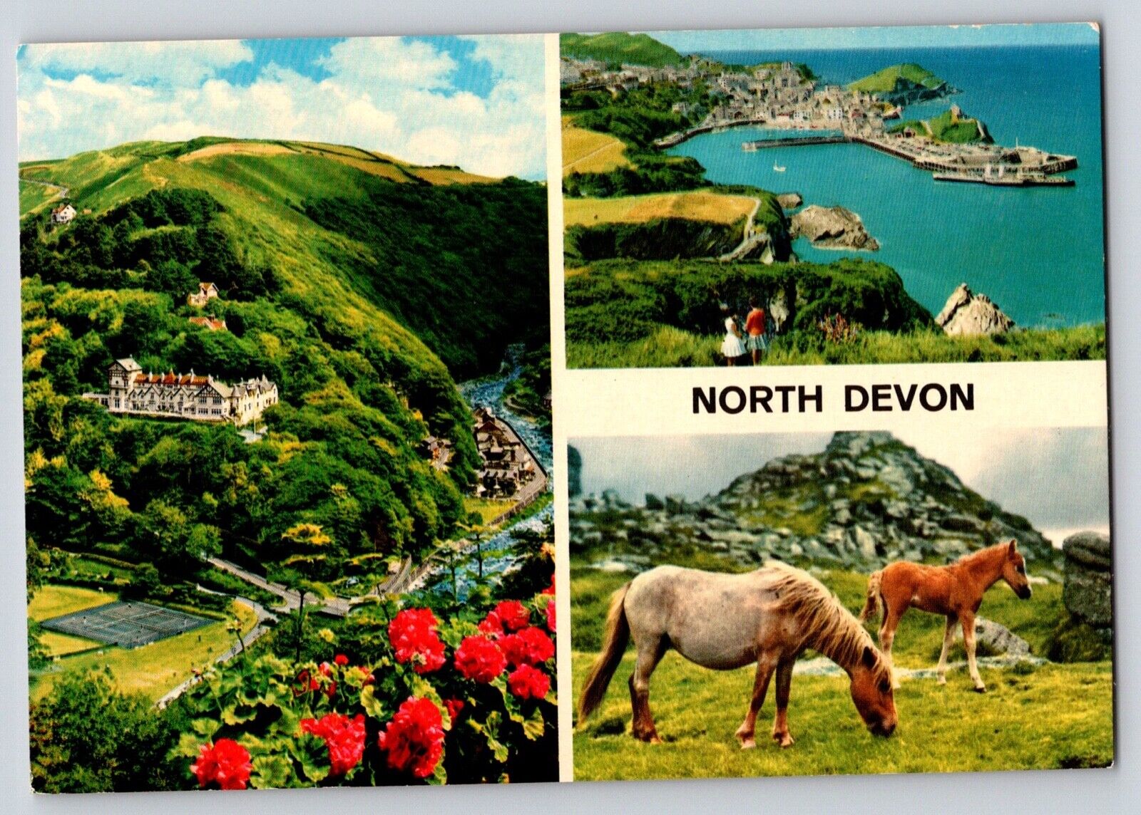 Postcard England North Devon Landscape and Horses 
